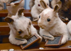 当艺术遇见萌宠 英国艺术家新作中喵星人与兔星人的爆萌世界